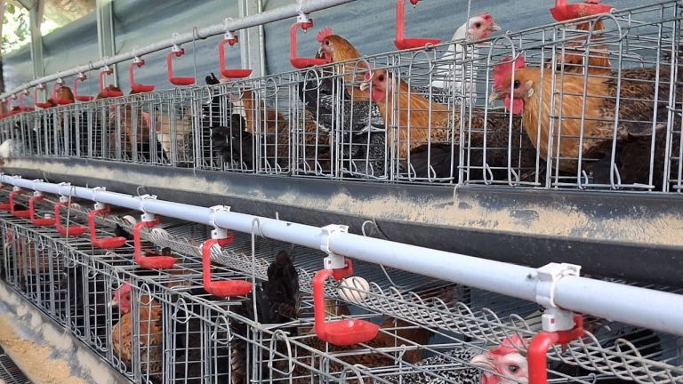 Tingkatkan Taraf Hidup, Dompet Dhuafa Dorong Pemberdayaan Peternakan Ayam Arab di Bogor