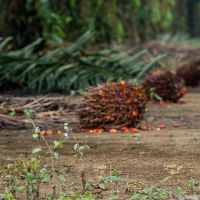 Kerajaan Bisnis Musim Mas Group