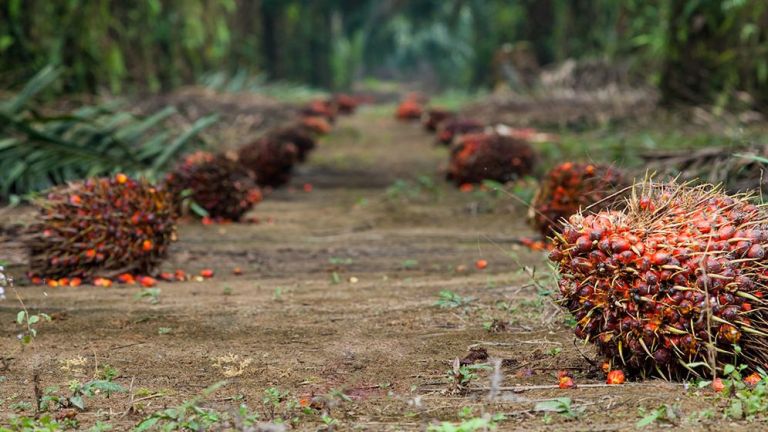 Kerajaan Bisnis Musim Mas Group