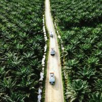 Memperkuat Langkah Diplomasi Global dalam Hadapi Kebijakan EUDR