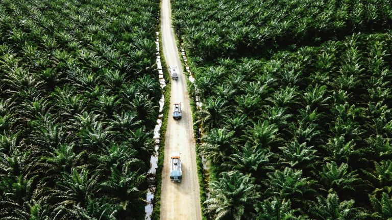 Memperkuat Langkah Diplomasi Global dalam Hadapi Kebijakan EUDR