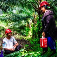 GAPKI: Industri Sawit Berkomitmen Wujudkan Kesetaraan bagi Perempuan Pekerja