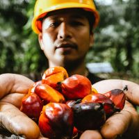 PASPI Apresiasi Komitmen BPDP di Riset Kelapa Sawit