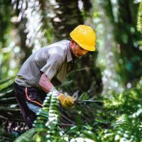 BPDP Jadi Lokomotif Pengembangan SDM Sawit Nasional