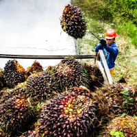 Potensi Besar Industri Sawit Terapkan Model Ekonomi Sirkular