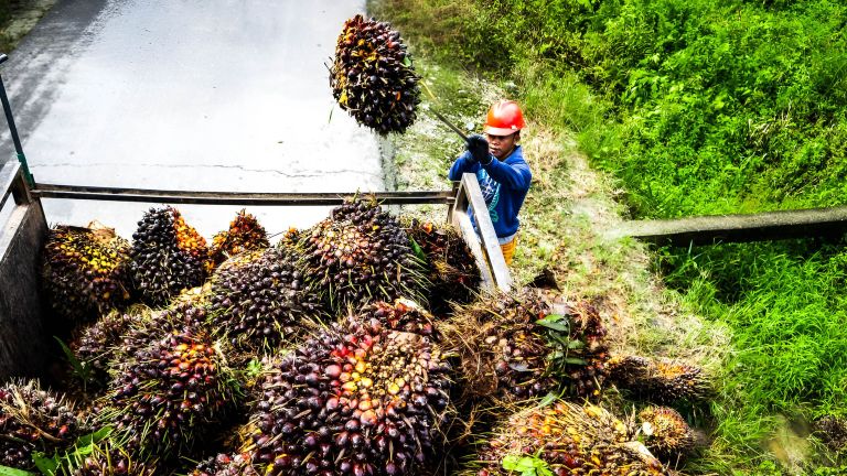 Potensi Besar Industri Sawit Terapkan Model Ekonomi Sirkular