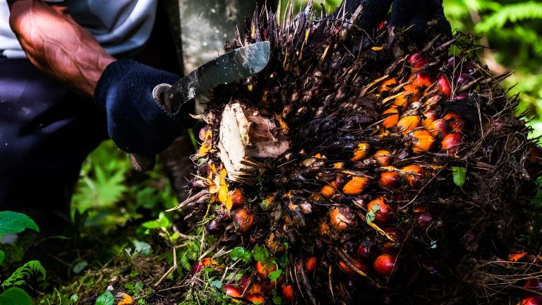 Menjawab Tantangan Traceability di Industri Sawit Nasional