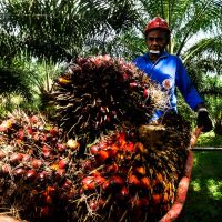 HIPMI Dorong Hilirisasi Sawit di Sektor Pangan