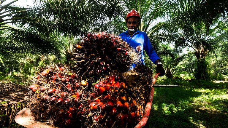 HIPMI Dorong Hilirisasi Sawit di Sektor Pangan