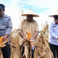 Panen Raya Jagung, Gubernur Fakhiri Tegaskan Peran Strategis Sektor Pertanian