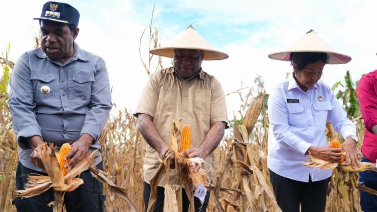 Panen Raya Jagung, Gubernur Fakhiri Tegaskan Peran Strategis Sektor Pertanian