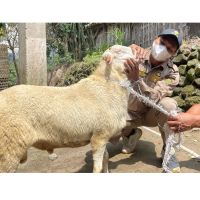 Selain PMK, Penyakit Pink Eye dan Scabies Juga Ancam Hewan Ternak! Peternak Diminta Waspada