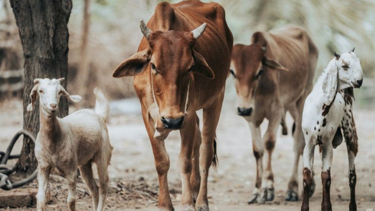 Cara Menangani dan Menyimpan Daging Kurban yang Baik dan Benar