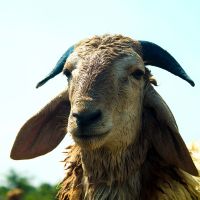 Cara Menangani dan Menyimpan Daging Kurban yang Baik dan Benar