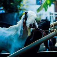 5 Bahaya Terlalu Banyak Konsumsi Daging Kambing, Waspada!