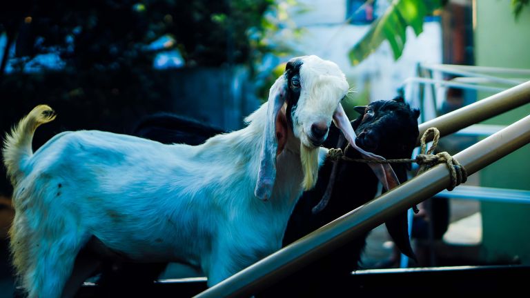 5 Bahaya Terlalu Banyak Konsumsi Daging Kambing, Waspada!