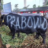 Prabowo, Sapi Kurban, dan Perdebatan Penggunaan APBN