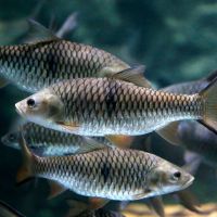 Dampak Perubahan Iklim bagi Kelestarian Ikan