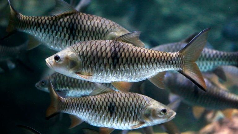Dampak Perubahan Iklim bagi Kelestarian Ikan