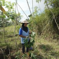 Berkat Program Pembinaan Sandiaga Uno, Petani Singkong Nurlaela Menuju Kesejahteraan