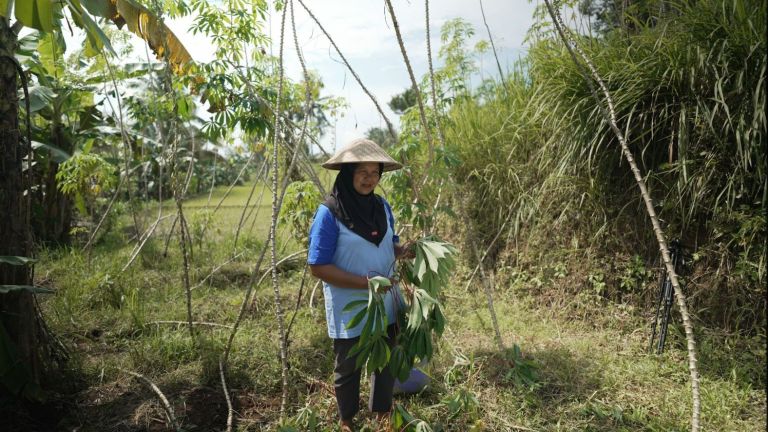 Berkat Program Pembinaan Sandiaga Uno, Petani Singkong Nurlaela Menuju Kesejahteraan