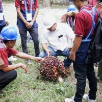 Tingkatkan Produktivitas Sawit, Peserta Pelatihan BPDP Dalami Teknik Panen dan Pascapanen di PTPN IV