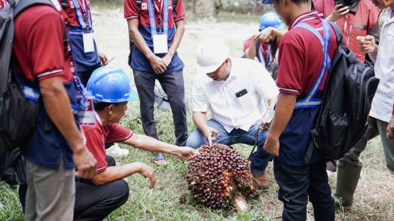 Tingkatkan Produktivitas Sawit, Peserta Pelatihan BPDP Dalami Teknik Panen dan Pascapanen di PTPN IV
