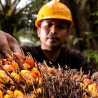 Mendorong Penerapan Ekonomi Sirkular di Industri Sawit