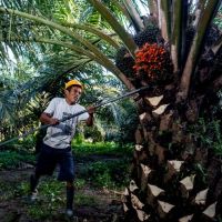 Memahami Peran Strategis Kelapa Sawit Terhadap Ketahanan Pangan
