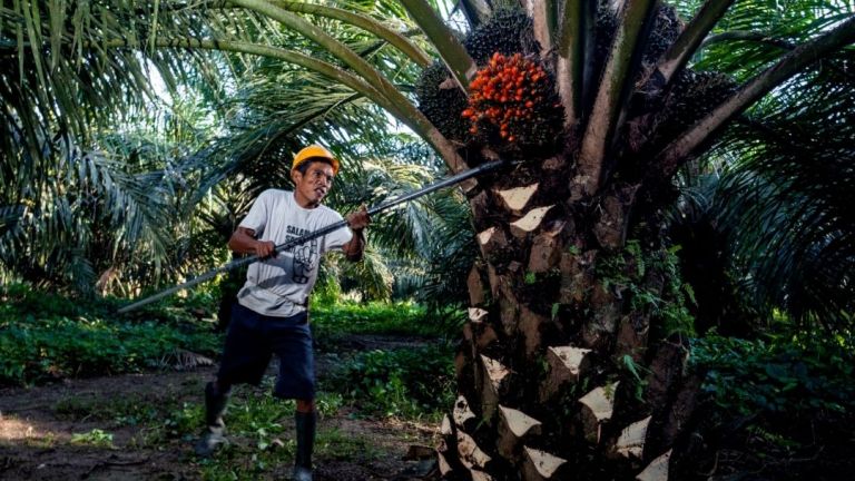 Memahami Peran Strategis Kelapa Sawit Terhadap Ketahanan Pangan