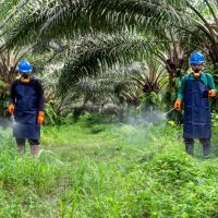 Industri Sawit Miliki Fondasi Kuat di Aspek Keselamatan Kerja