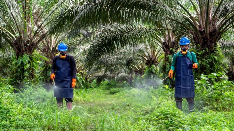 Industri Sawit Miliki Fondasi Kuat di Aspek Keselamatan Kerja