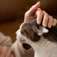 5 Manfaat Memelihara Kucing bagi Kesehatan Menurut Penelitian