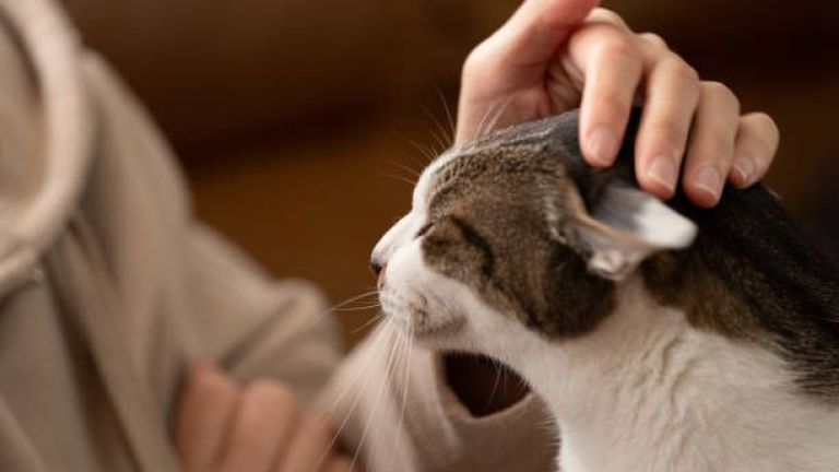 5 Manfaat Memelihara Kucing bagi Kesehatan Menurut Penelitian