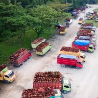 Mendorong Penguatan Aliansi dengan Negara Produsen Sawit Global