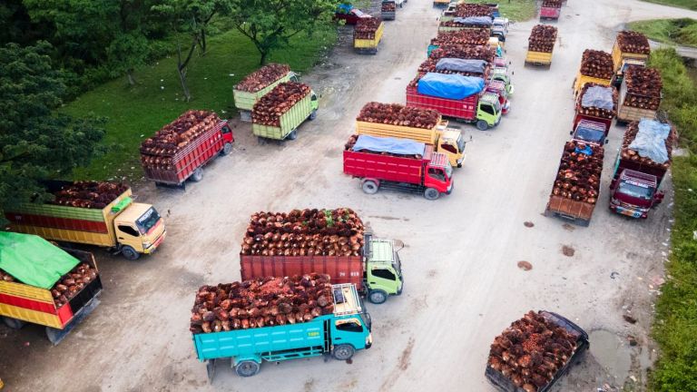 Mendorong Penguatan Aliansi dengan Negara Produsen Sawit Global