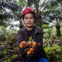 Komitmen Industri Kelapa Sawit Lindungi Perempuan Pekerja