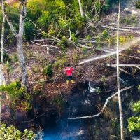 Kemenhut Sebut Karhutla Sengaja untuk Buka Lahan Sawit, Bisakah Sawit Gantikan Hutan?