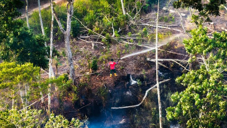 Kemenhut Sebut Karhutla Sengaja untuk Buka Lahan Sawit, Bisakah Sawit Gantikan Hutan?