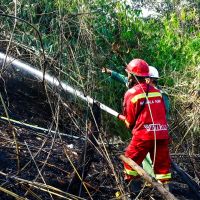 Kasus Kebakaran Hutan, Adik Prabowo Hashim Djojohadikusumo dan Raja Juli Ikut Diseret, Peran Mereka Disorot Tajam!