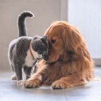 Anjing atau Kucing, Mana yang Lebih Cocok Jadi Hewan Peliharaan? Ini Kata Pakar IPB