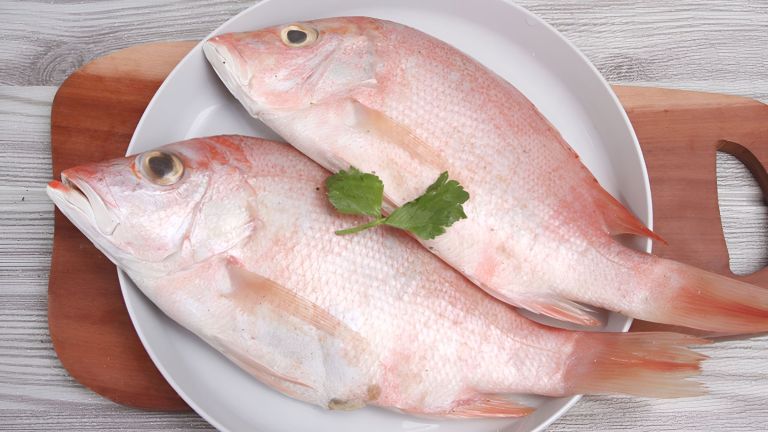 Jangan Asal Makan, Ikan Kakap Bisa Berbahaya dalam Kondisi Ini