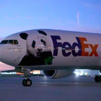FedEx Panda Express Sukses Terbangkan Dua Panda Raksasa dari Tiongkok ke Amerika Serikat