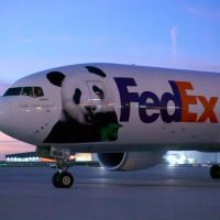 FedEx Terbangkan Dua Panda dari Tiongkok ke Amerika Serikat