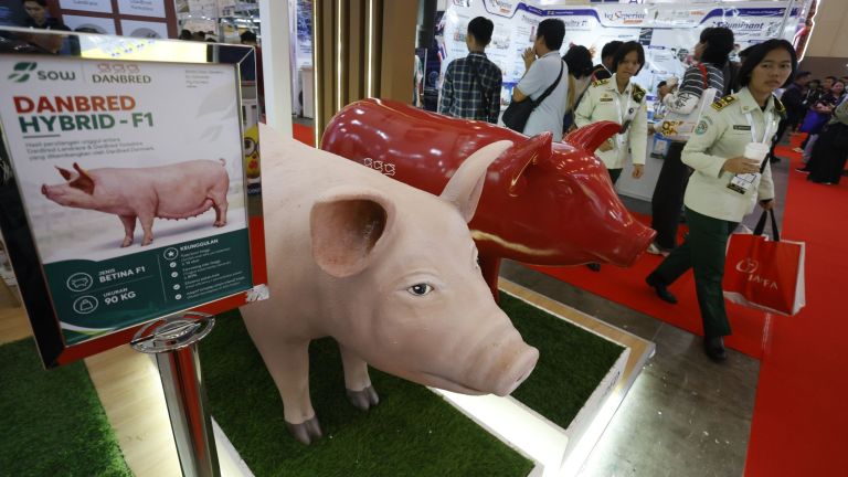 PT Sulawesi Optima Wirakarya Dorong Modernisasi Industri Babi Indonesia Melalui Genetika Unggul dan Biosecurity