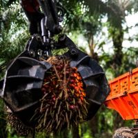 PT Teladan Prima Agro Tbk Bagikan Dividen Interim Rp258,93 Miliar