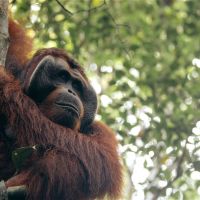 Satwa Liar Terancam Karhutla, Pakar Ungkap Dampak Hilangnya Habitat