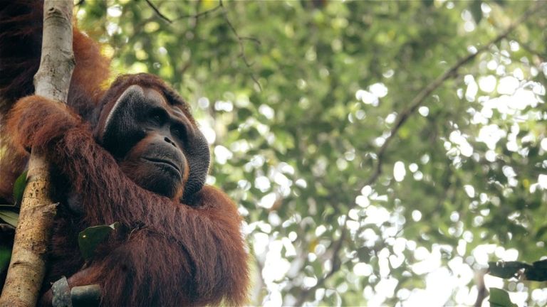 Satwa Liar Terancam Karhutla, Pakar Ungkap Dampak Hilangnya Habitat